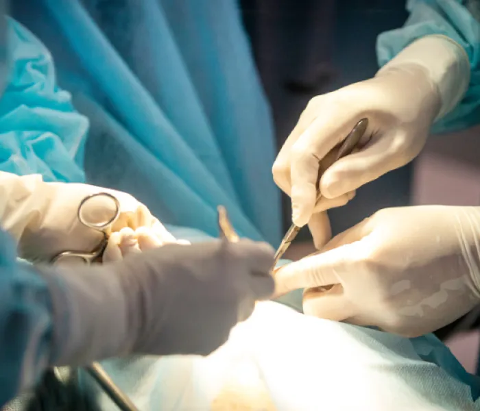 Programa de formación en Patología y cirugía de cadera y rodilla