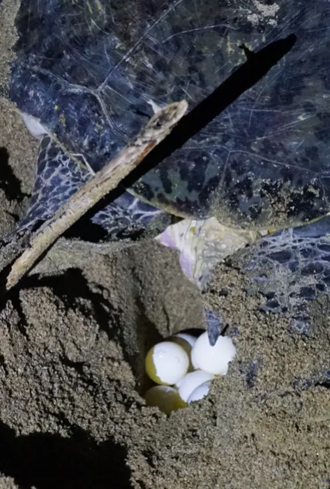 La cuarentena impactó de manera positiva el desove de tortugas en diferentes playas del mundo
